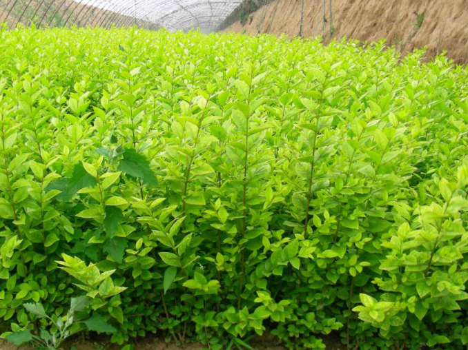 绿化树苗批发基地电话