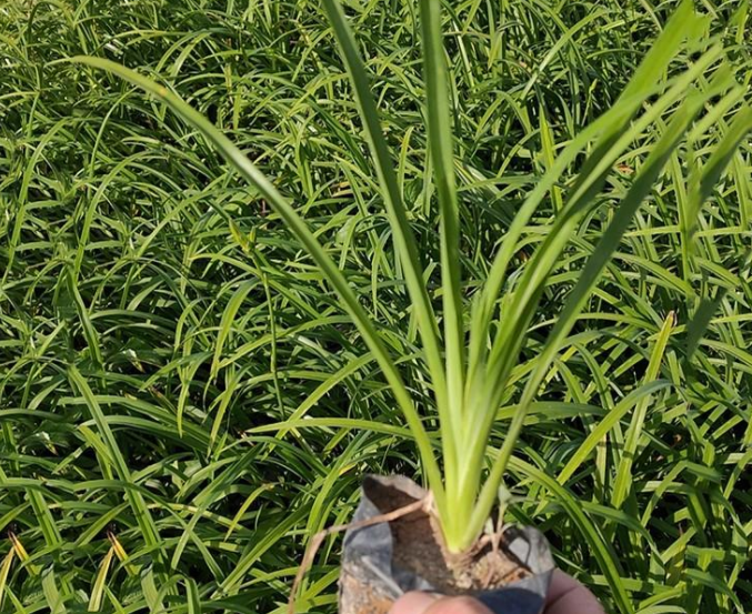 浙江各种花苗批发电话