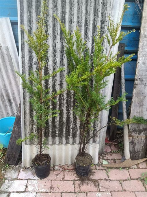 浙江红豆杉苗木批发