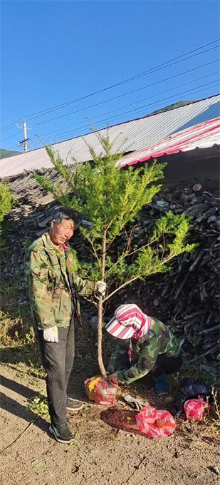浙江红豆杉苗木批发价格