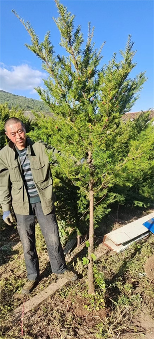 浙江红豆杉苗木批发哪里有