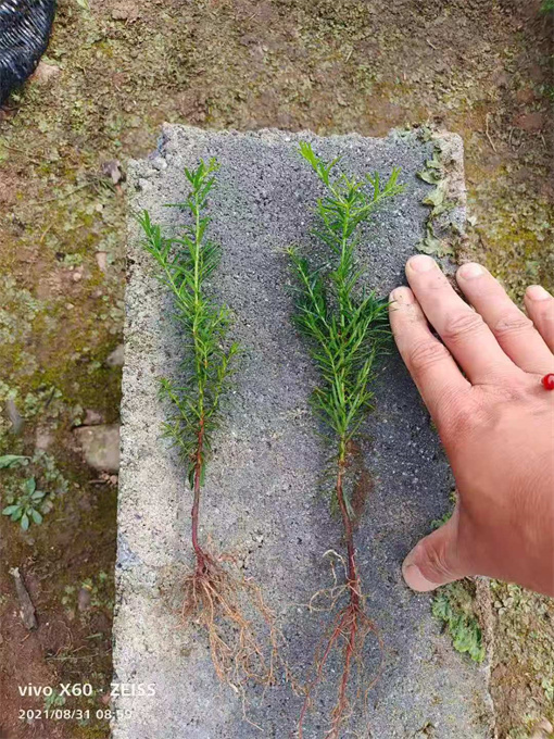 浙江绿化树苗批发基地哪里有