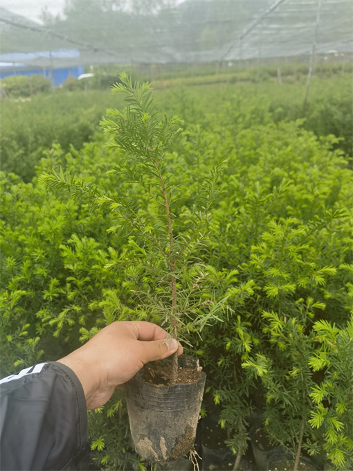 浙江吉林红豆杉苗供应