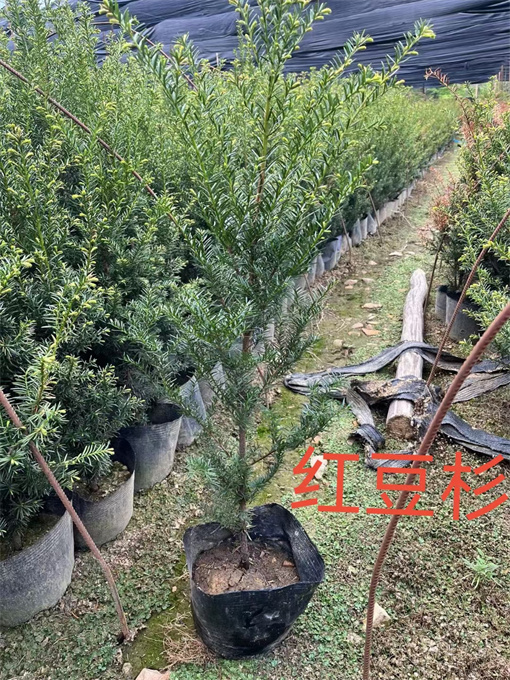 浙江吉林红豆杉苗供应