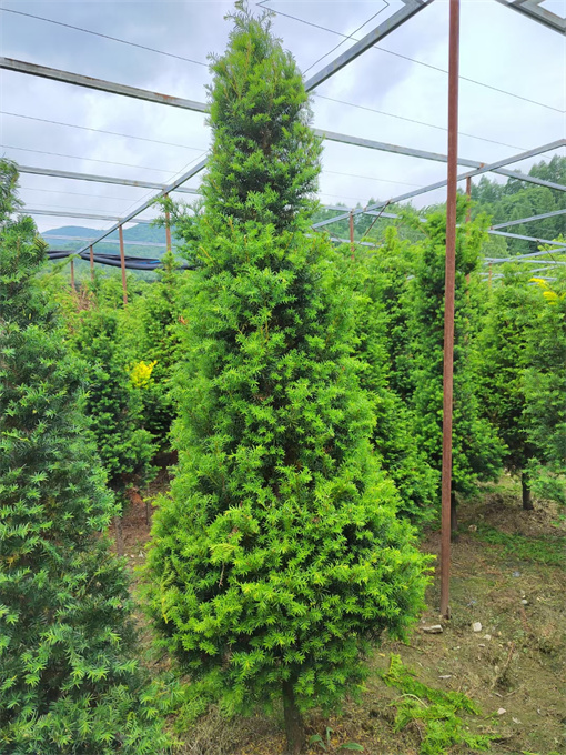 浙江吉林红豆杉苗供应哪家好