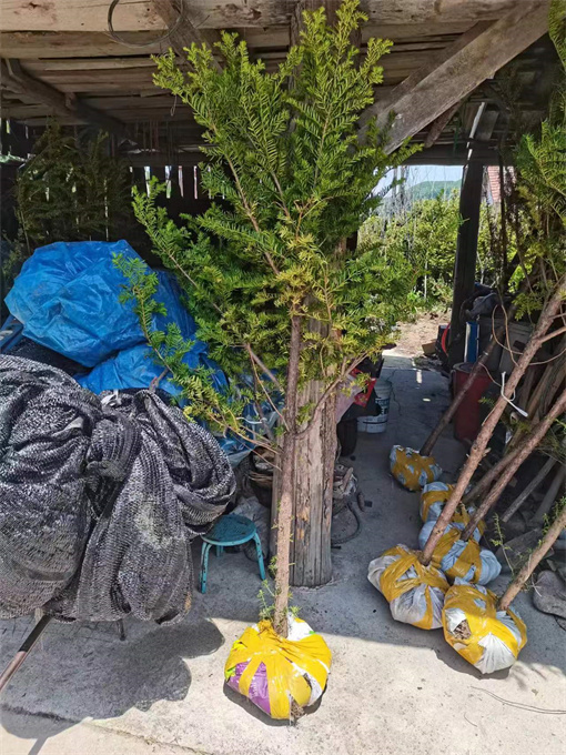 浙江公主岭红豆杉苗供应哪家好