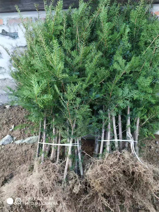 浙江吉林红豆杉苗供应公司