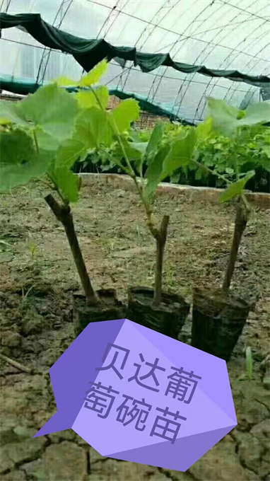 浙江葡萄苗基地批发联系方式/>
<blockquote class=