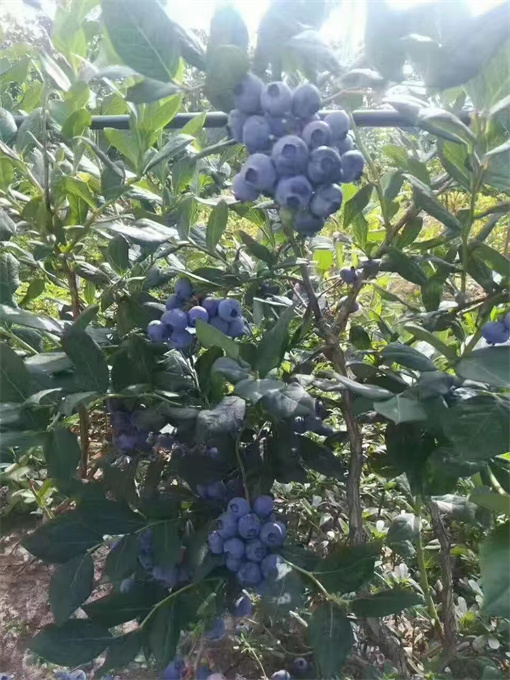 浙江蓝莓苗基地供应