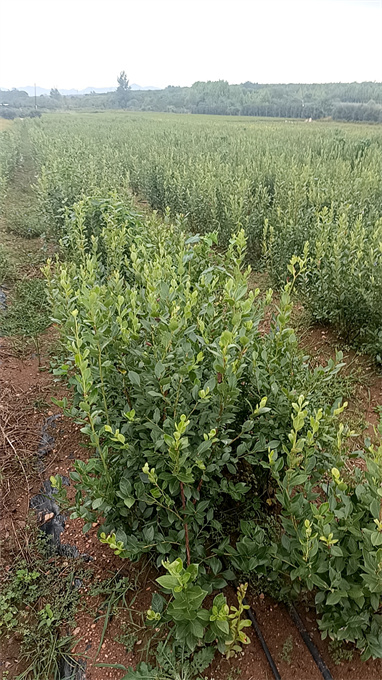 浙江蓝莓苗基地供应价格