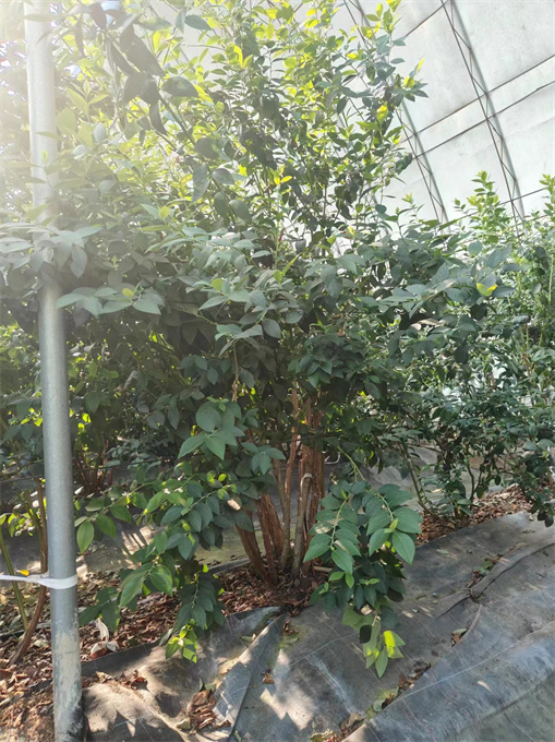 浙江蓝莓苗基地批发价格
