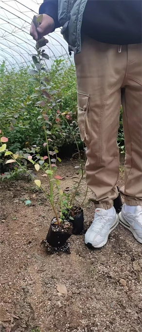 浙江吉林蓝莓苗批发电话