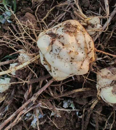 浙江吉林各种花苗批发价格