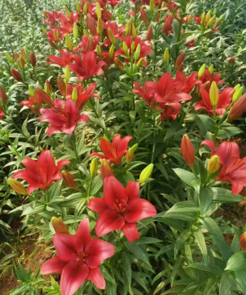 浙江吉林各种花苗批发电话