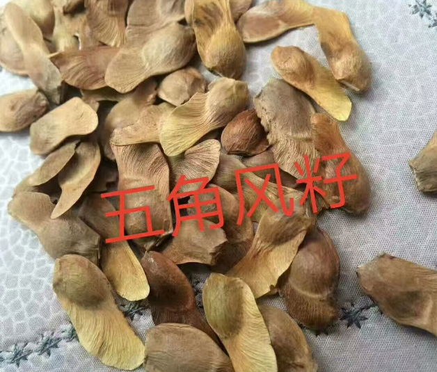 浙江公主岭各种树种子供应