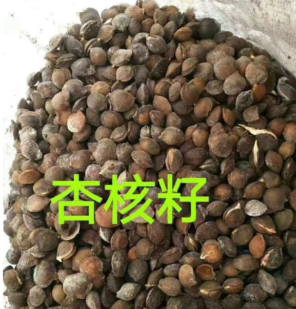 浙江公主岭各种树种子供应电话