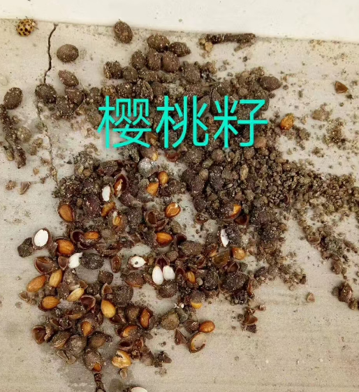 浙江各种树种子供应基地
