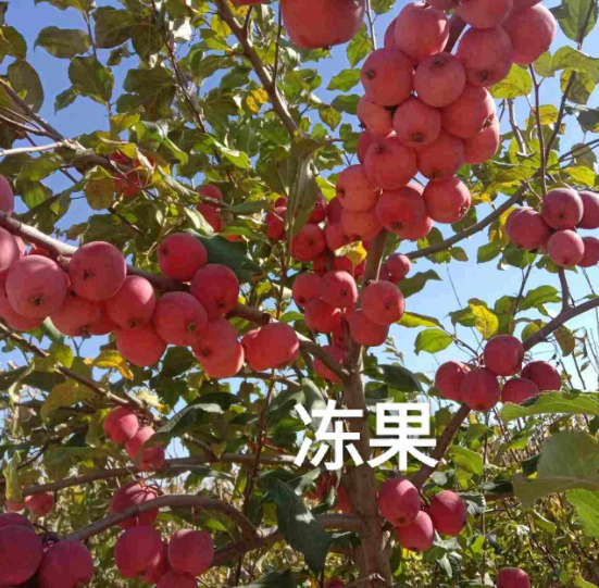 浙江吉林果树苗批发价格