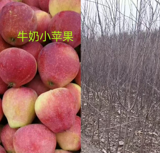 浙江吉林果树苗批发基地