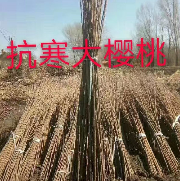 浙江公主岭果树苗批发基地