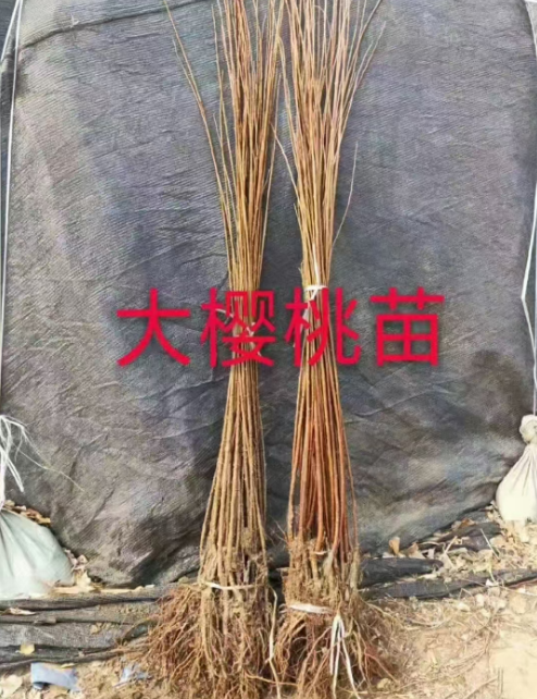 浙江公主岭果树苗批发电话