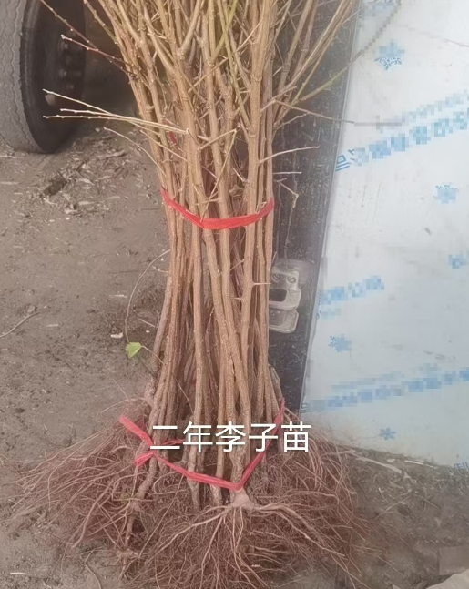 浙江李子苗木订购基地