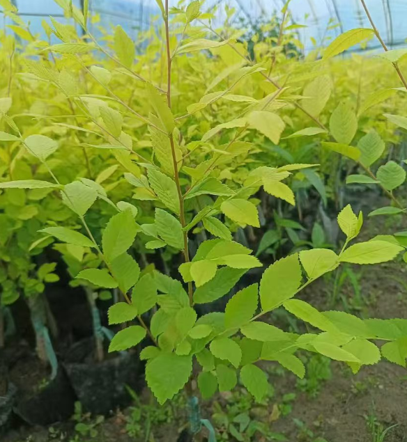 浙江吉林绿化树苗批发基地