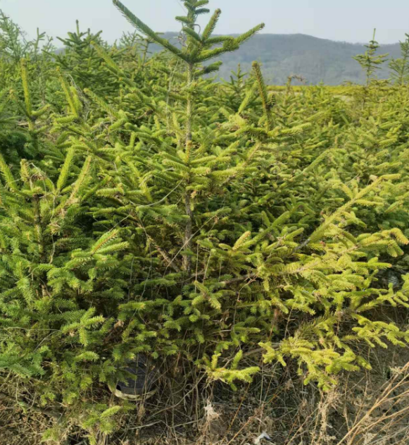 浙江吉林绿化树苗批发基地电话