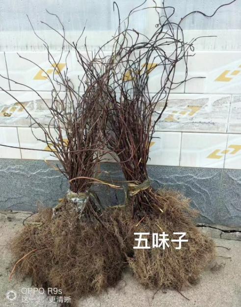 浙江药材苗哪里有卖