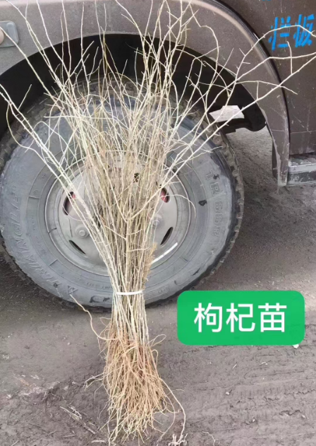 浙江吉林药材苗哪里有卖