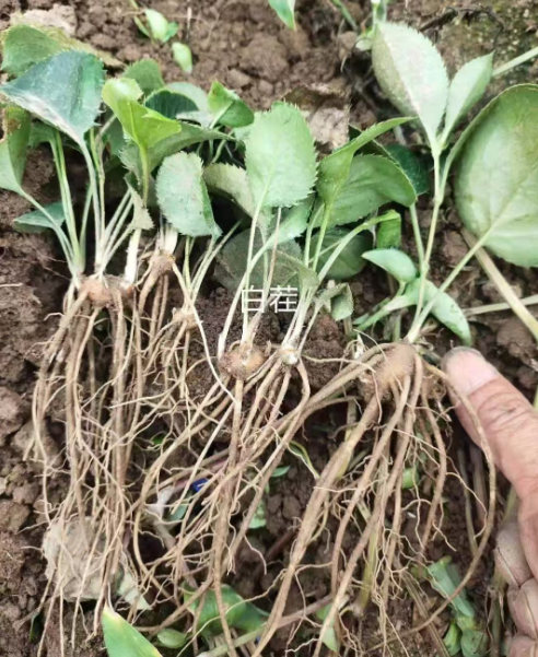 浙江公主岭药材苗哪里有卖