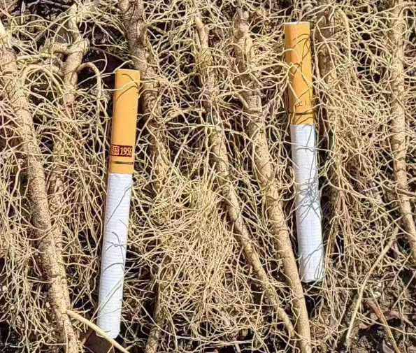 浙江公主岭药材苗基地批发